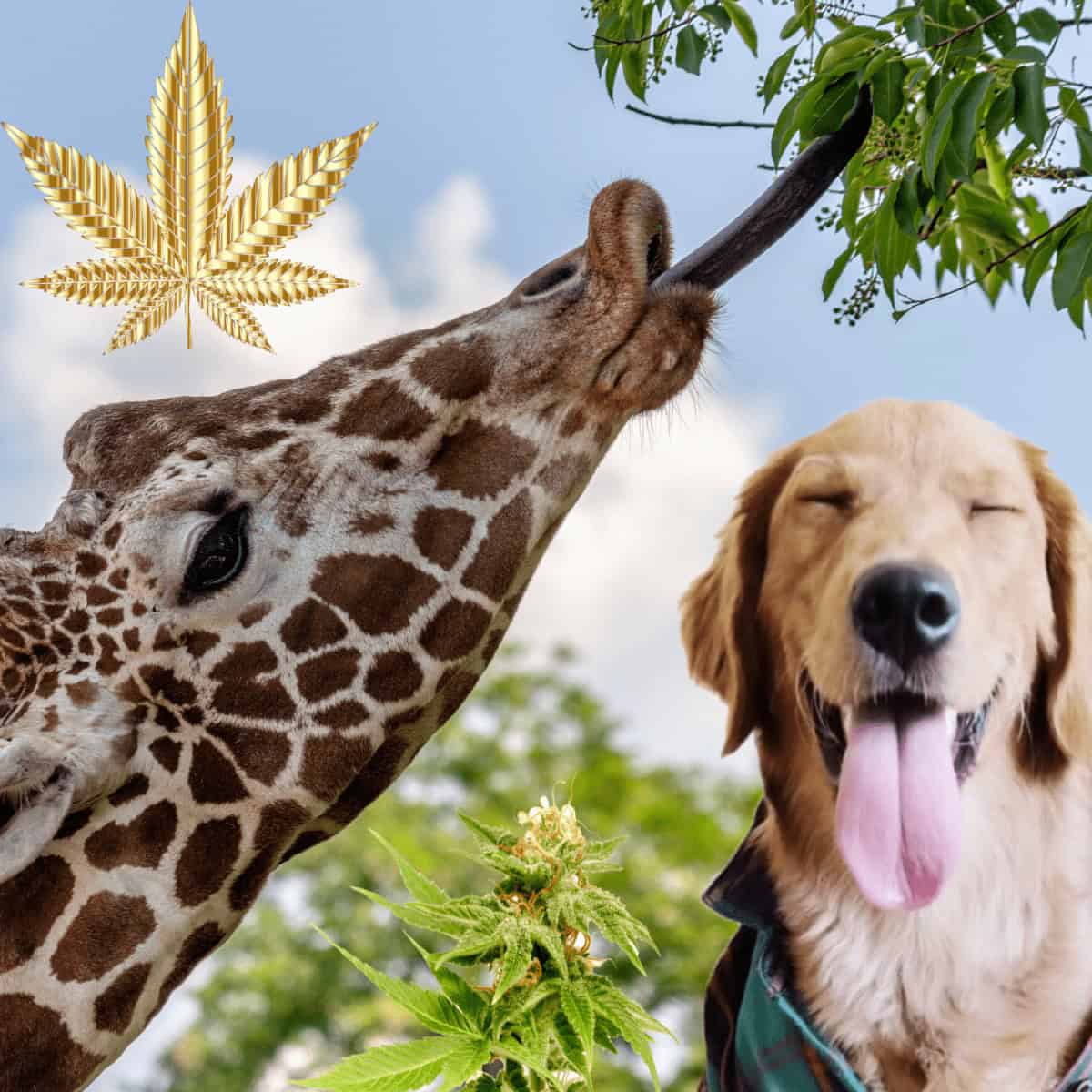 Cannabis i djurfoder kan bli verklighet