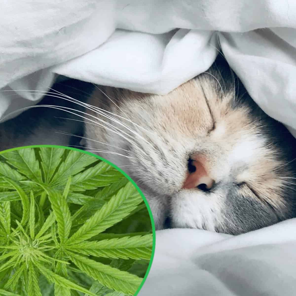 John blunds dofter – Sömn & Cannabis