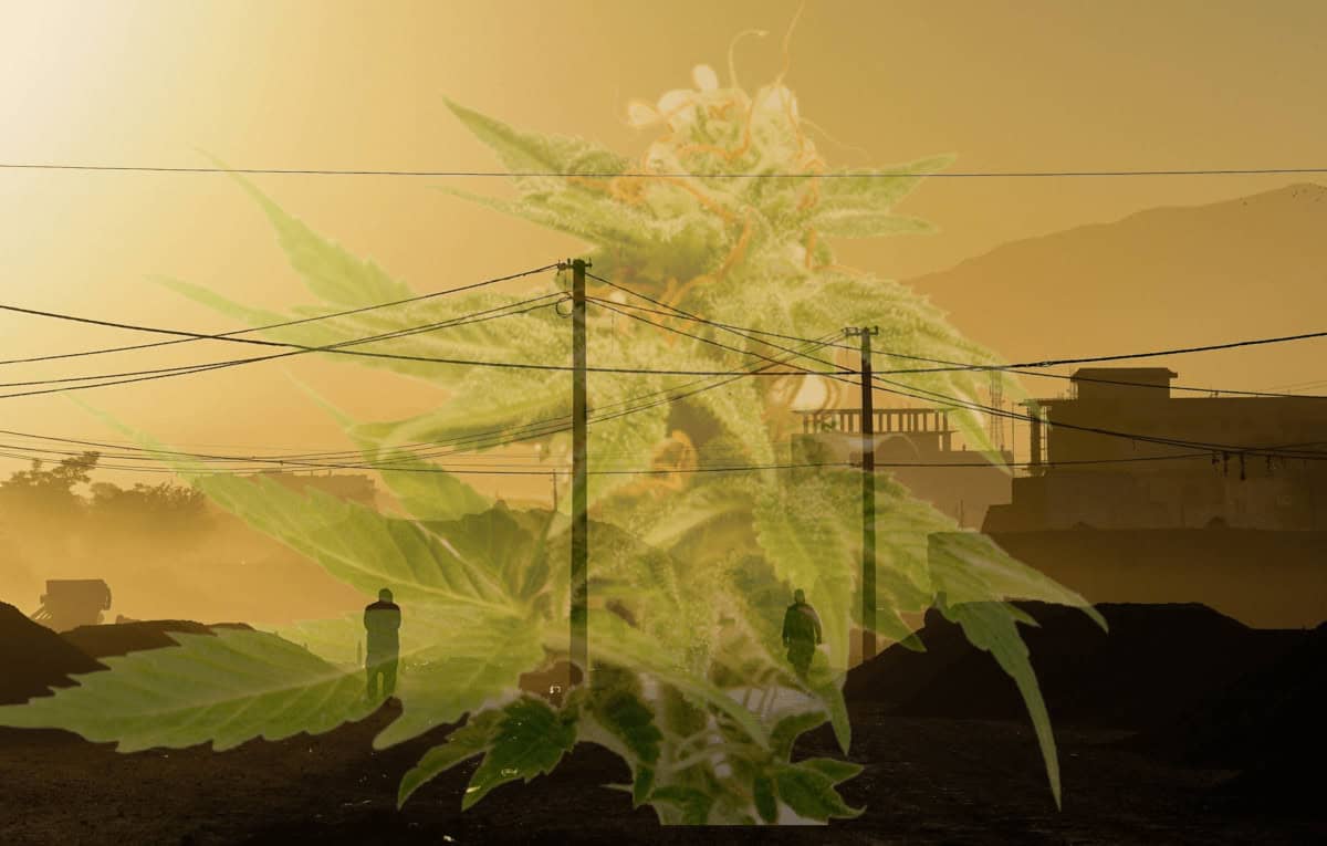 Afghanistan världens största haschproducent