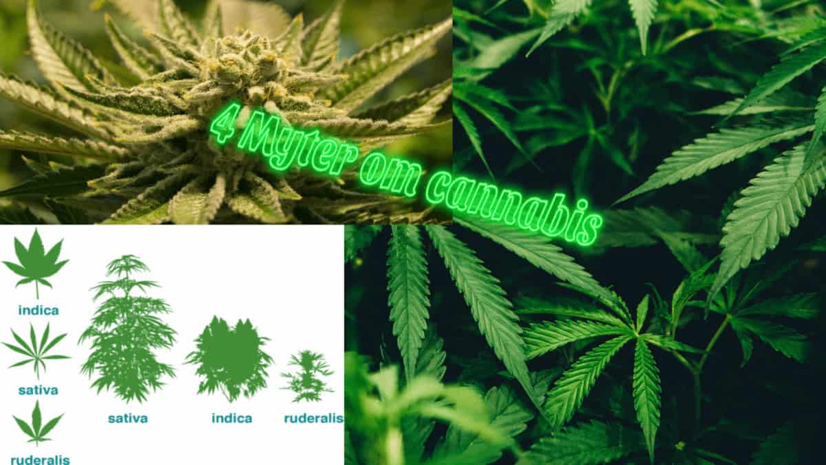 fyra myter om cannabis