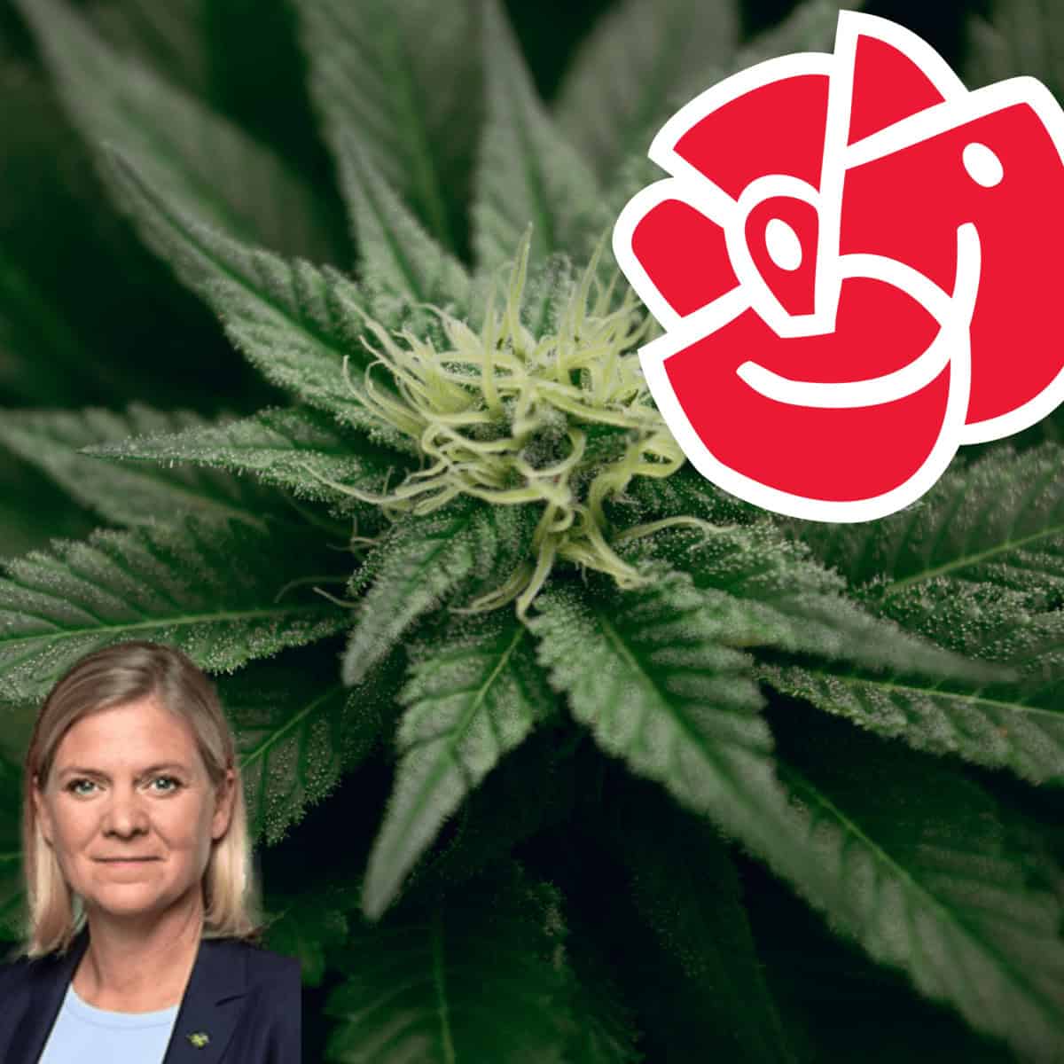 Sveriges första kvinnliga statsminister hatar cannabis