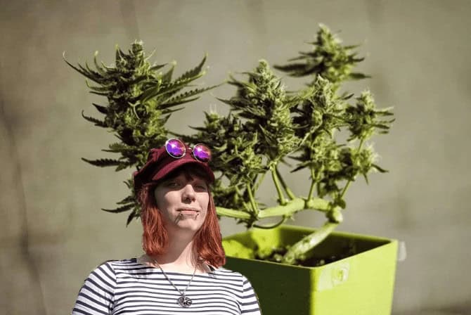 Budsai – Bonsai med cannabis