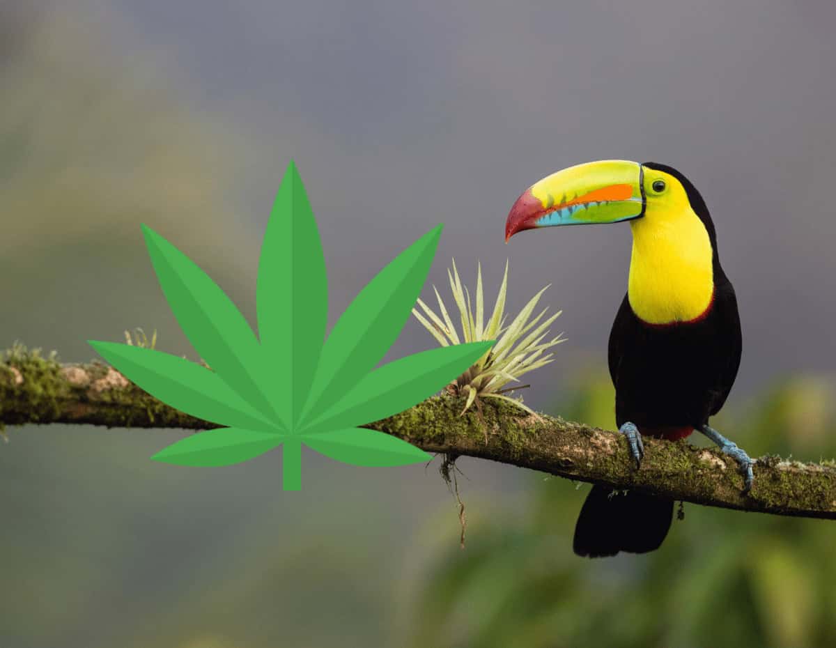 Costa Ricas lagstiftare röstar för att legalisera medicinsk marijuana