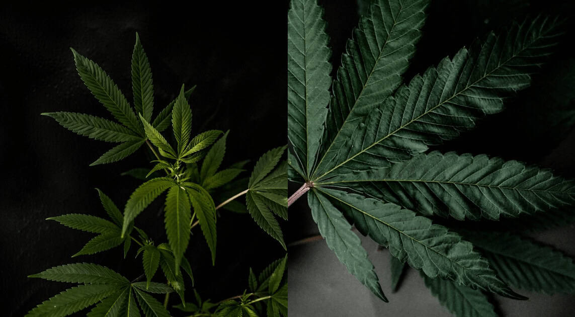 Sativa eller Indica? Vem vet nu för tiden
