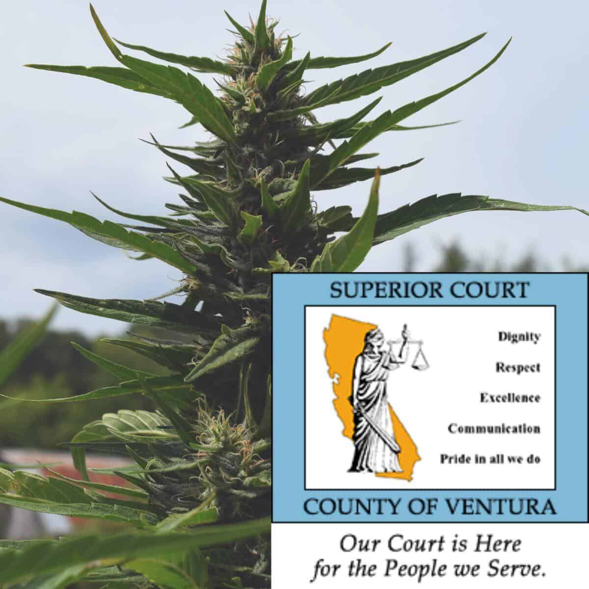 återlämnar beslagtagen cannabis – flera år senare