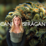 SVT’s nya serie Vetenskapens Värld dedikerar ett avsnitt för Cannabis
