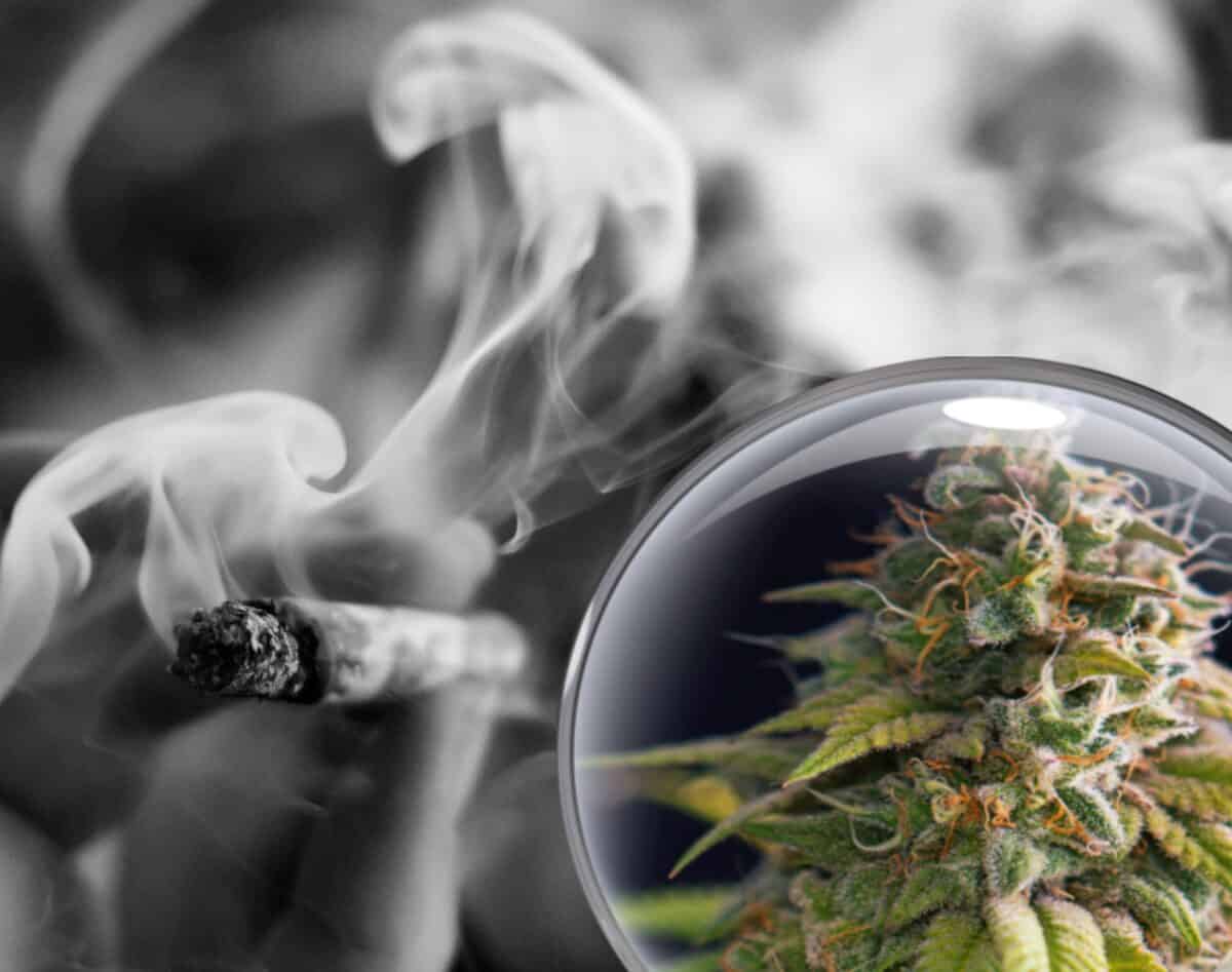 För första gången känner sig Maltas cannabisanvändare tillräckligt säkra för att komma ut ur skuggorna