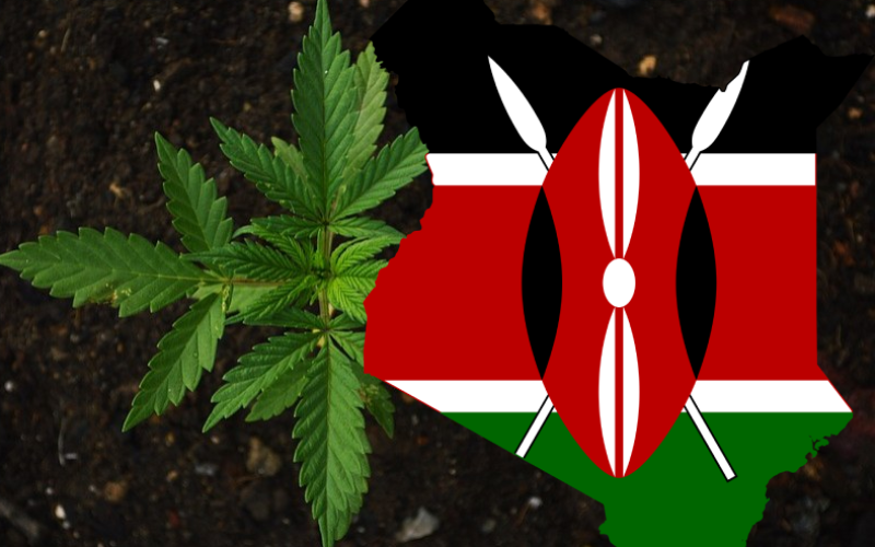 Cannabis och ormgift – lösningen på Kenyas ekonomi?