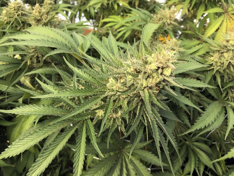 Arkansas sålde medicinsk cannabis för 23,3 miljoner dollar under juli månad