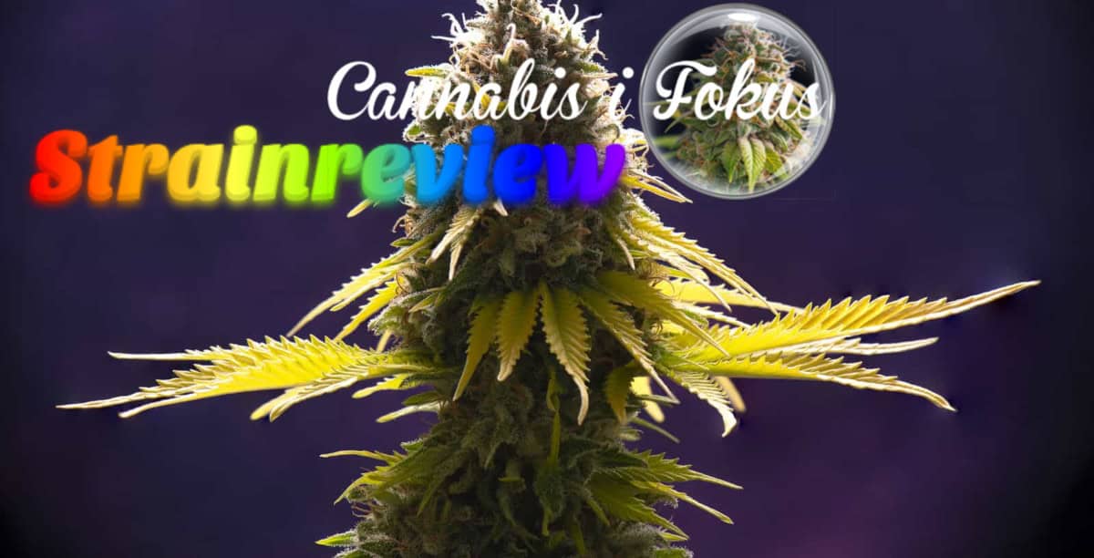 Strainreviews kommer till cannabisifokus!