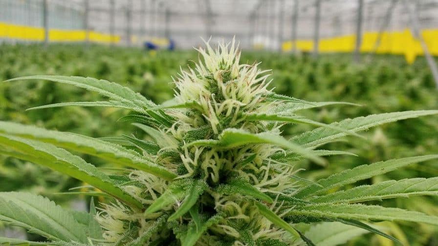 5 ord inom cannabisvärlden och deras ursprung