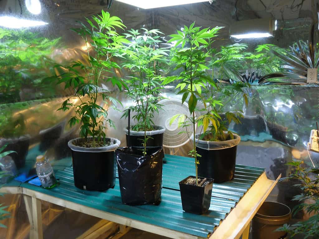 Laglig hemmaodling av cannabisplantor kan bli verklighet för invånare i Italien
