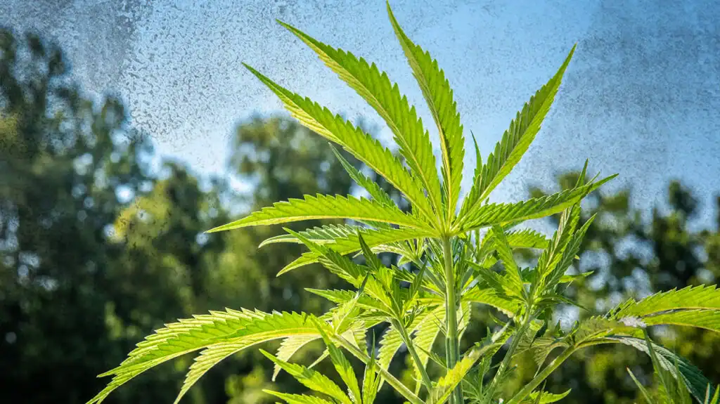 Varför hampabönder oroar sig för att Minnesota legaliserar cannabis