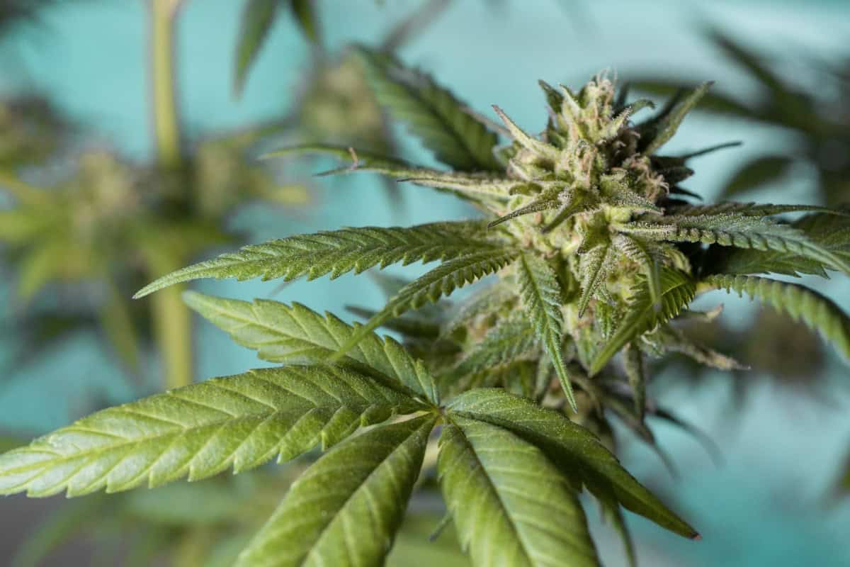 Pilotprogram för laglig cannabis lanseras officiellt i Zürich, Schweiz