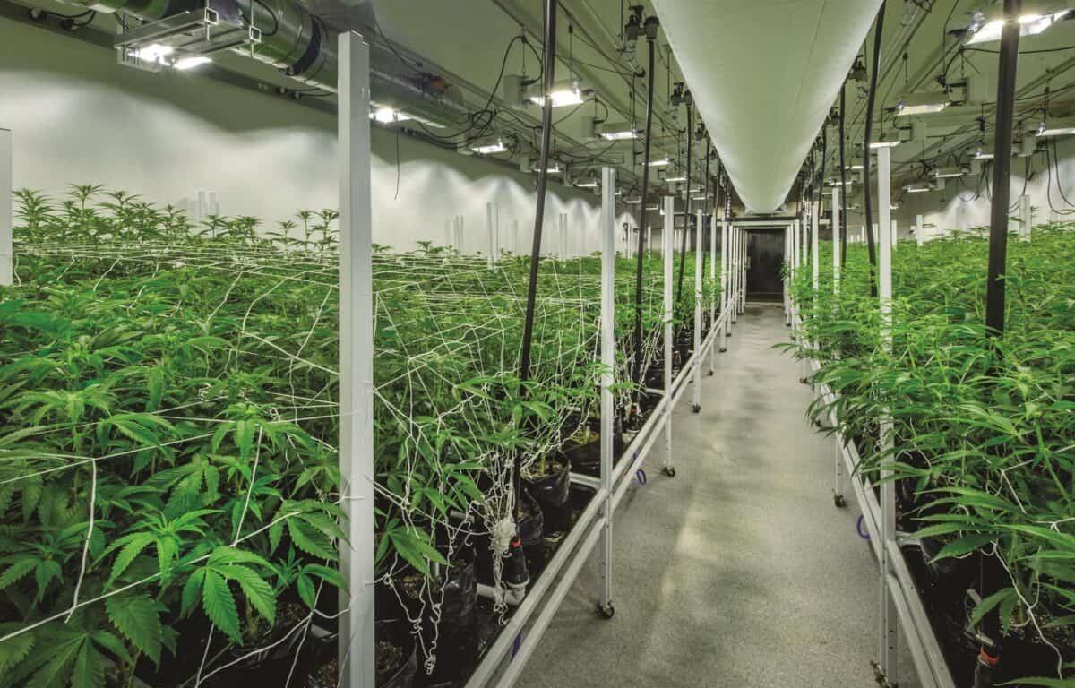Albanien ger grönt ljus för medicinsk och industriell odling av cannabis