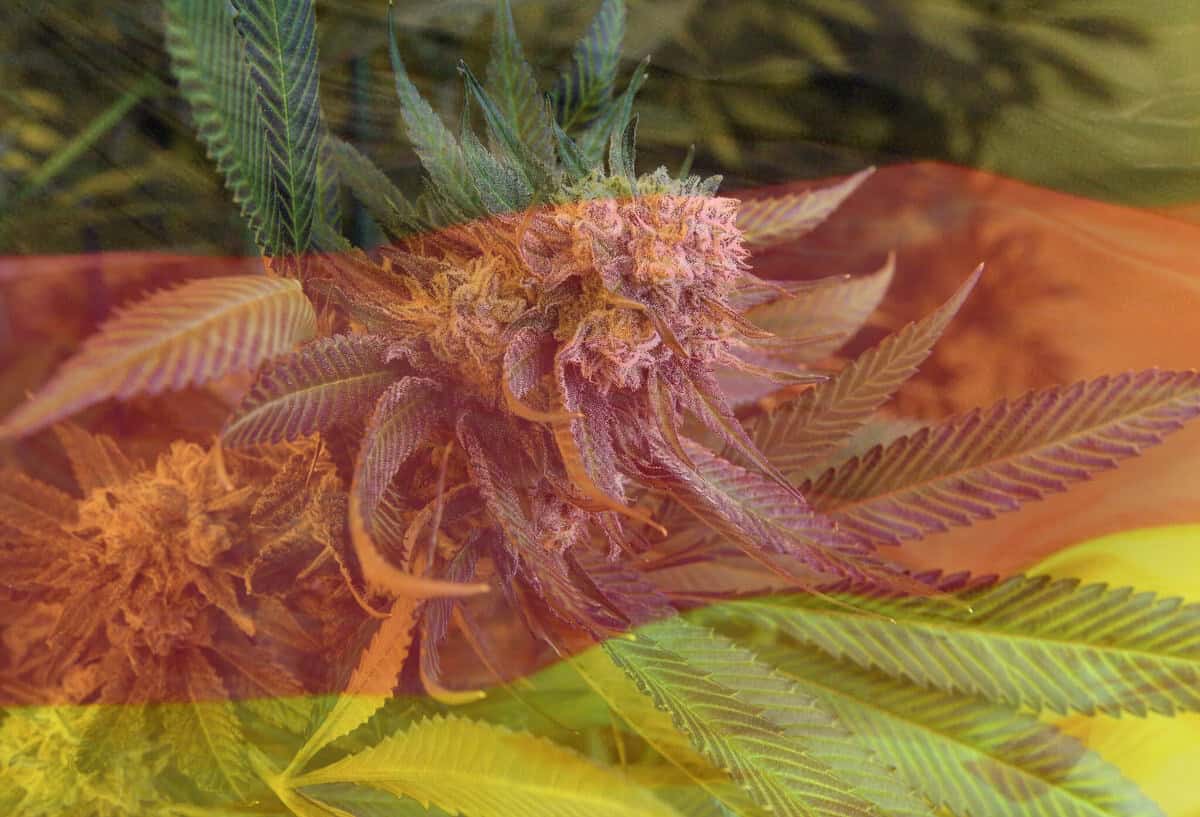 Tyskland är på väg att legalisera cannabis. Vad innebär det för startup-företag?