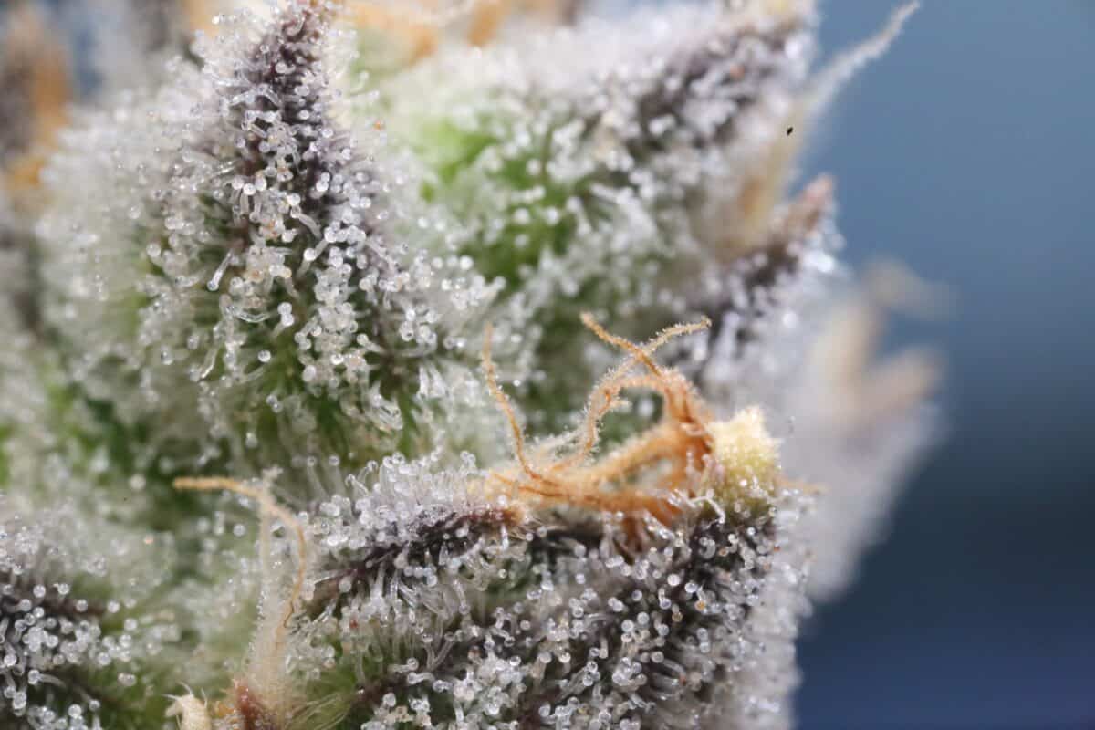Europeiska kommissionen måste ta itu med ”ojämlikhet” i tillgången till medicinsk cannabis i EU