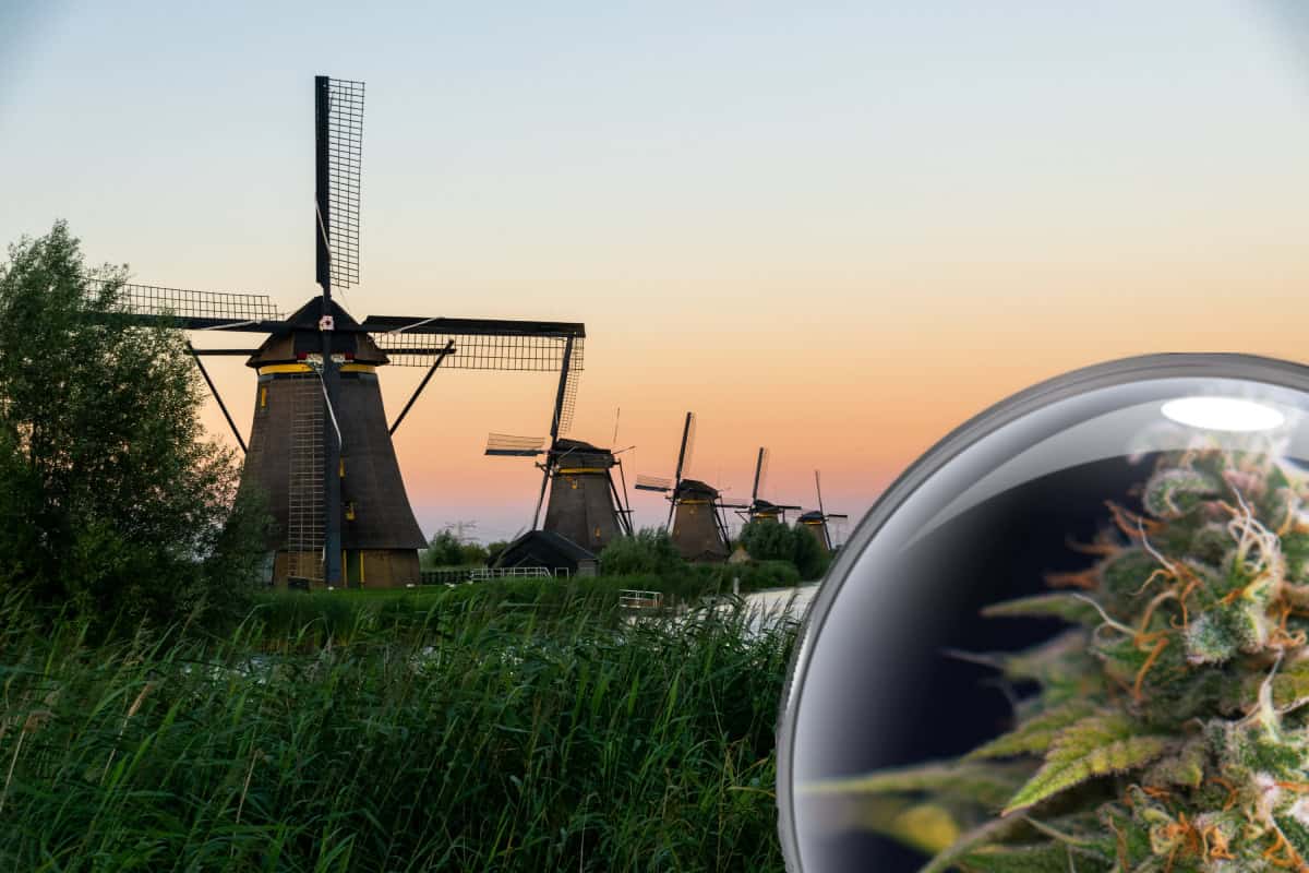 Hollands legaliseringsexperiment!