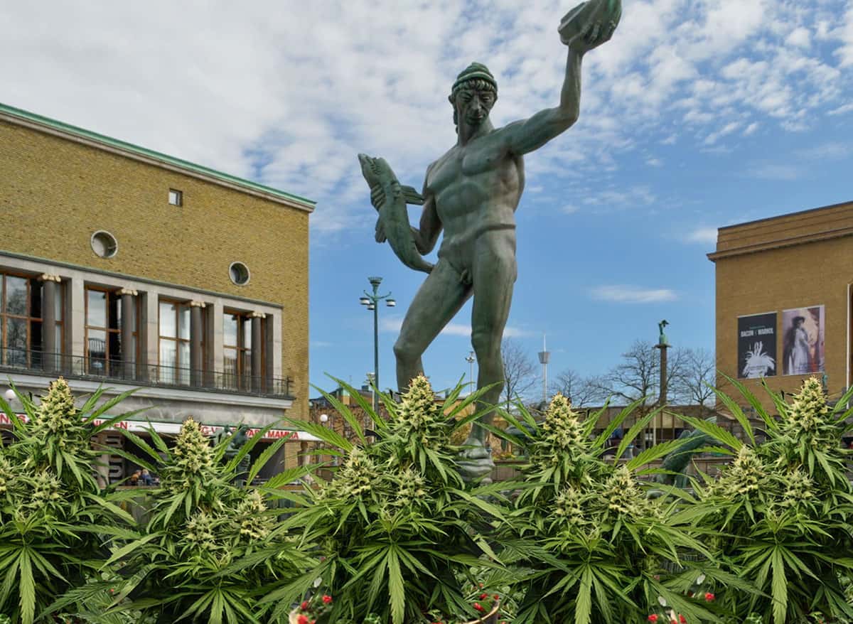 Operation Overgrow i full blom: Cannabisplantor dyker upp runt om i Göteborg